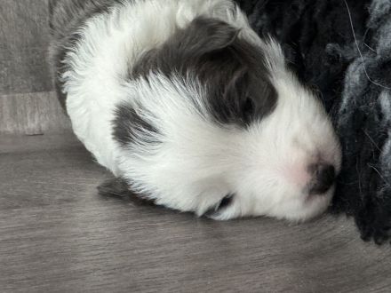 Border Collie Welpen