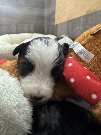 Border Collie Welpen