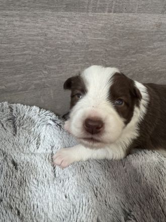 Border Collie Welpen