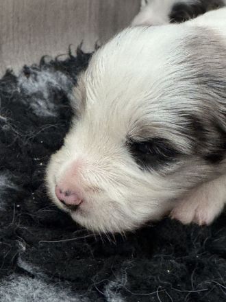 Border Collie Welpen