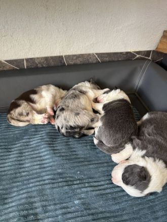 Border Collie Welpen