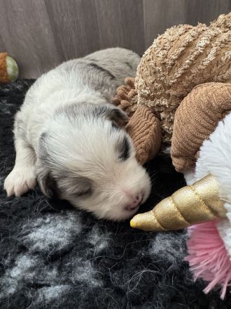 Border Collie Welpen