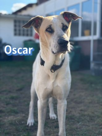 Oscar, 12/20 - braucht eine echte Chance