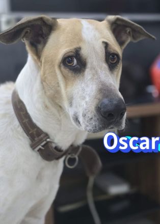 Oscar, 12/20 - braucht eine echte Chance