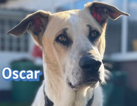 Oscar, 12/20 - braucht eine echte Chance