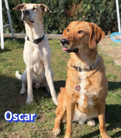 Oscar, 12/20 - braucht eine echte Chance