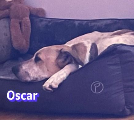 Oscar, 12/20 - braucht eine echte Chance