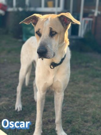Oscar, 12/20 - braucht eine echte Chance