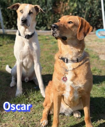 Oscar, 12/20 - braucht eine echte Chance