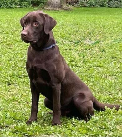 Reinrassige Labrador Welpen vom Bauernhof
