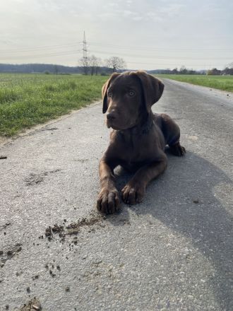 Reinrassige Labrador Welpen vom Bauernhof