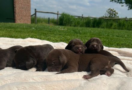 Reinrassige Labrador Welpen vom Bauernhof