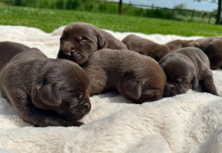 Reinrassige Labrador Welpen vom Bauernhof