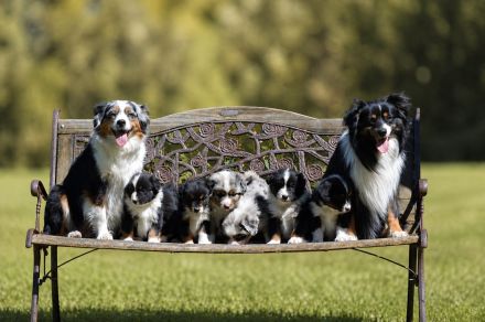 4 Mini Rüden