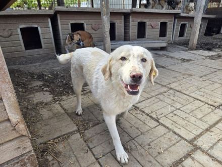 Jenny, eine leise, sensible Hündin, die die Nähe zum Menschen noch lernen darf. 5J, 51 cm