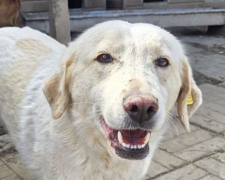 Jenny, eine leise, sensible Hündin, die die Nähe zum Menschen noch lernen darf. 5J, 51 cm
