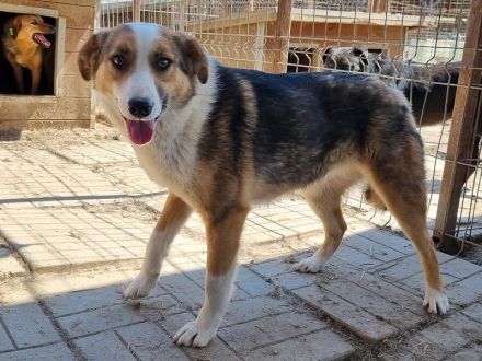 Mara, tolle Hündin sucht Geborgenheit und lebensfrohes Zuhause, 2J, 51cm