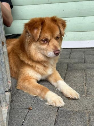 Benny, fröhlicher, verschmuster hübscher Junghund sucht ein liebevolles Zuhause, 2J, 42 cm
