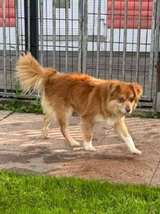 Benny, fröhlicher, verschmuster hübscher Junghund sucht ein liebevolles Zuhause, 2J, 42 cm