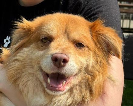 Benny, fröhlicher, verschmuster hübscher Junghund sucht ein liebevolles Zuhause, 2J, 42 cm