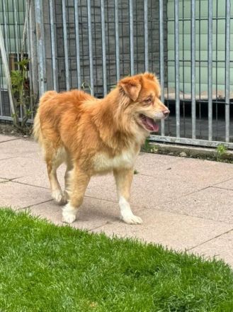 Benny, fröhlicher, verschmuster hübscher Junghund sucht ein liebevolles Zuhause, 2J, 42 cm