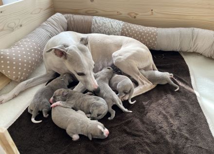 Aurelio sucht sein Herzenszuhause 🐾