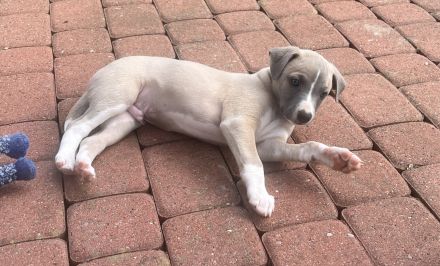 Aurelio sucht sein Herzenszuhause 🐾
