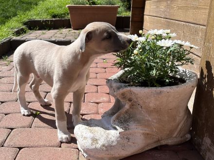 Aurelio sucht sein Herzenszuhause 🐾