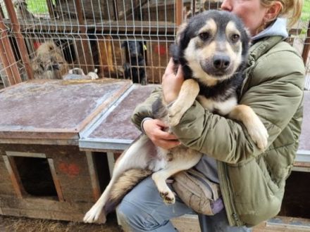 Marley, offen, freundlich und voller Vertrauen sucht eigenes Körbchen, 1,5J, 49cm