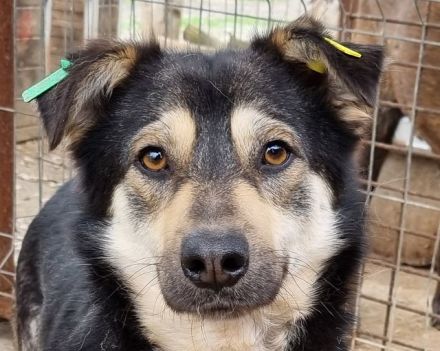 Marley, offen, freundlich und voller Vertrauen sucht eigenes Körbchen, 1,5J, 49cm