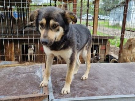 Marley, offen, freundlich und voller Vertrauen sucht eigenes Körbchen, 1,5J, 49cm