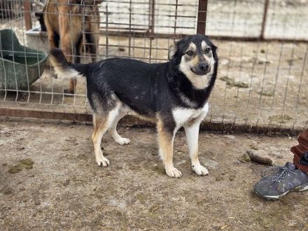 Marley, offen, freundlich und voller Vertrauen sucht eigenes Körbchen, 1,5J, 49cm