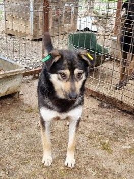Marley, offen, freundlich und voller Vertrauen sucht eigenes Körbchen, 1,5J, 49cm