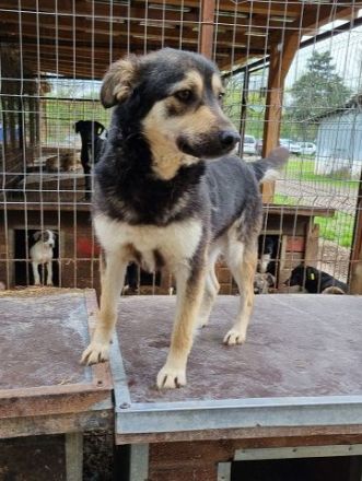 Marley, offen, freundlich und voller Vertrauen sucht eigenes Körbchen, 1,5J, 49cm