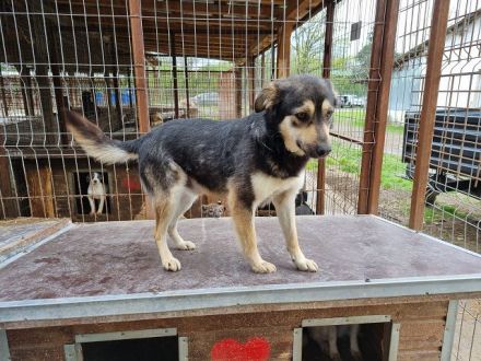 Marley, offen, freundlich und voller Vertrauen sucht eigenes Körbchen, 1,5J, 49cm