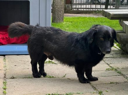 Michel, ruhiger, lieber Kerl sucht ebensolches Zuhause, 2 J, 36cm