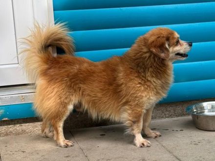 Pauli - Herzensbrecher sucht liebevolle, konsequente Menschen, 6J, 3cm