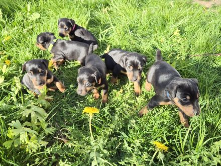 Deutsche Jagdterrier Welpen