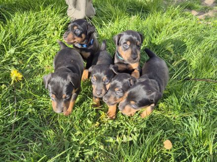 Deutsche Jagdterrier Welpen