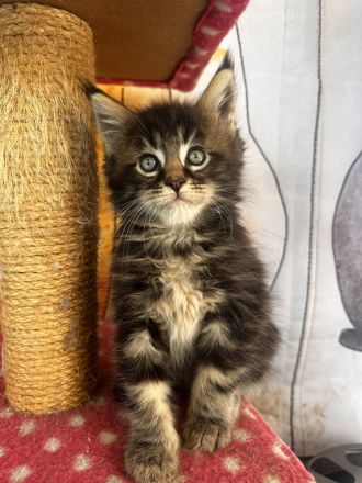 Exklusive Maine Coon Kitten – großrahmig, bestens sozialisiert, mit Stammbaum
