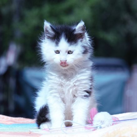 Exklusive Maine Coon Kitten – großrahmig, bestens sozialisiert, mit Stammbaum