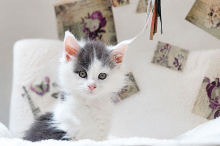 Exklusive Maine Coon Kitten – großrahmig, bestens sozialisiert, mit Stammbaum