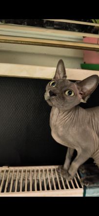 Canadian Sphynx wurfankündigung