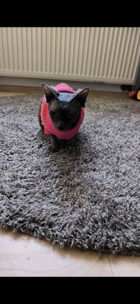 Canadian Sphynx wurfankündigung