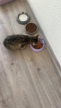 Süßes Perser-Mix Kätzchen (3 Monate)