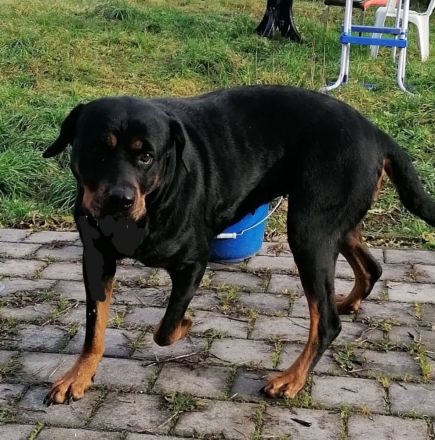 Rottweiler Hündin, 7 J., sucht DRINGEND neues Zuhause