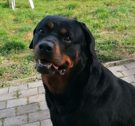 Rottweiler Hündin, 7 J., sucht DRINGEND neues Zuhause