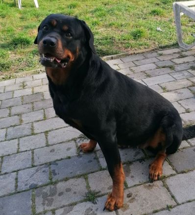 Rottweiler Hündin, 7 J., sucht DRINGEND neues Zuhause