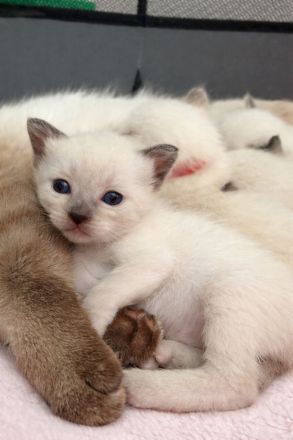 Siam Blue Piont