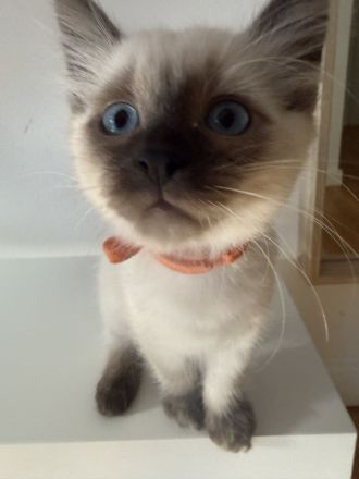 Siam Blue Piont